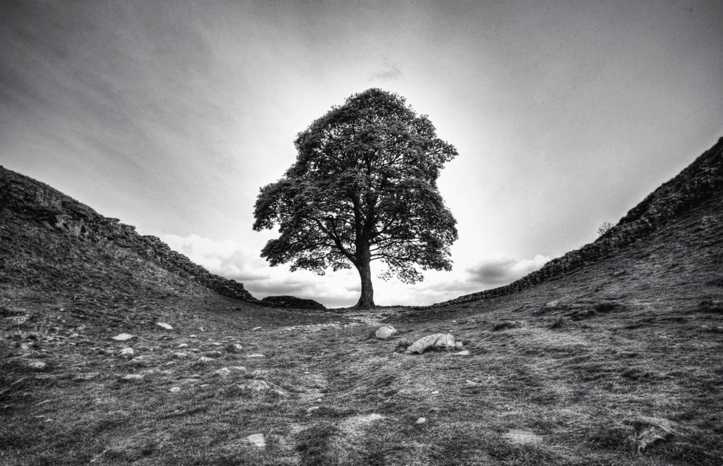 Albero solitario