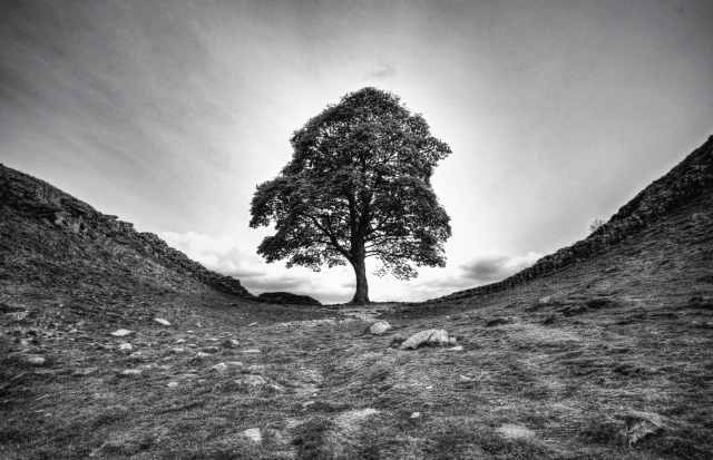 Albero solitario