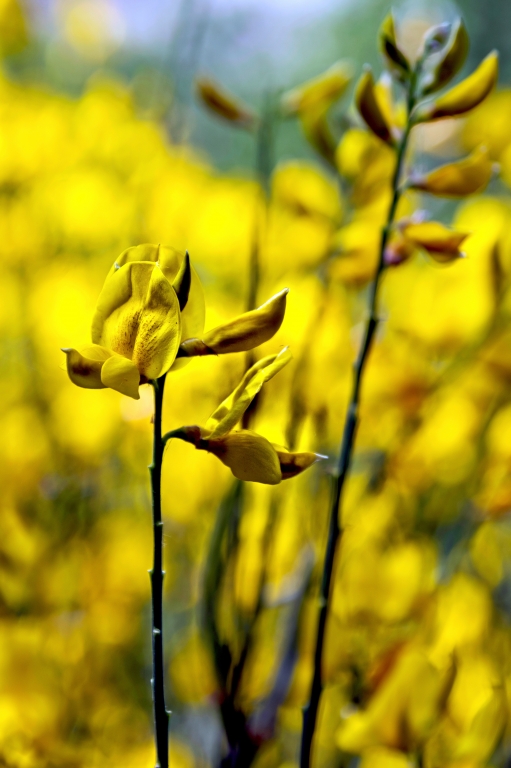 Inside the Yellow