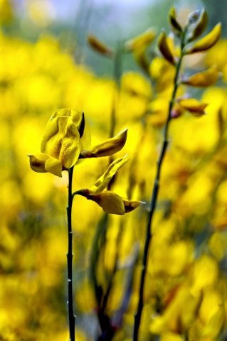 Inside the Yellow