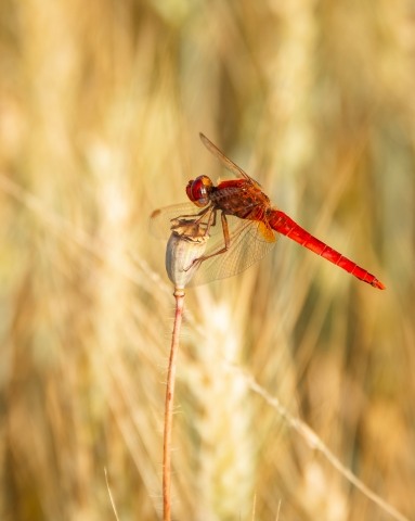 Libellula rossa (Crocothemis erythraea )