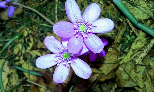 Fiori lilla