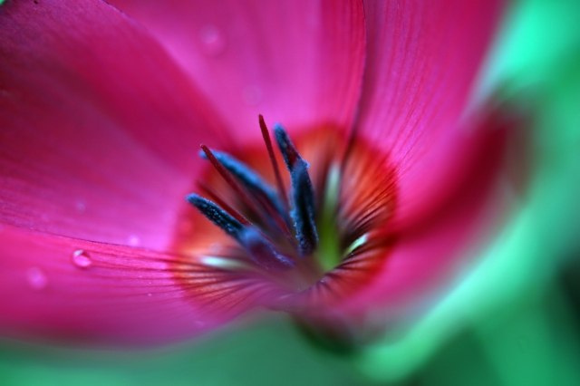 Fiore Rosso - Fotografia Macro - 2022 - Carlo Olper