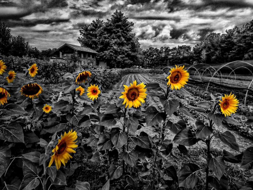 Girasoli su sfondo B/N