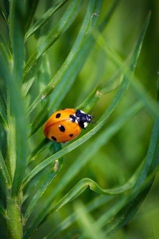 Coccinella poggiata su una pianta