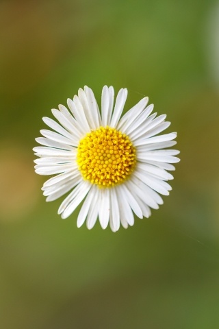 Foto macro close-up di una martheritina