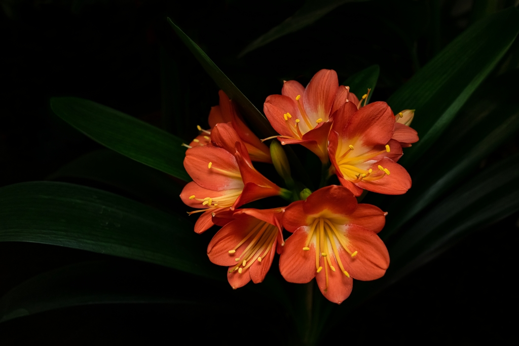 Clivia
