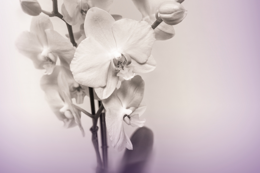 Phalaenopsis