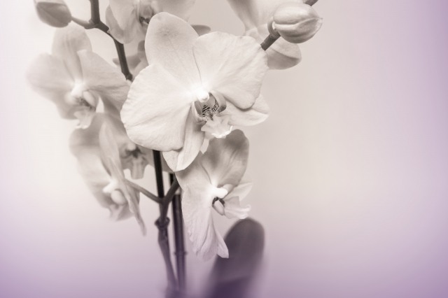 Phalaenopsis