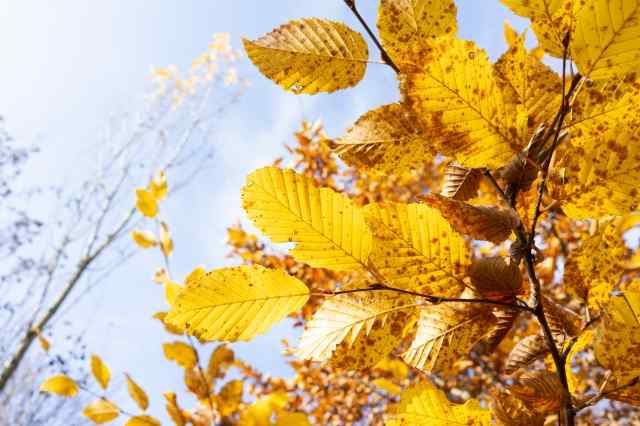 Musica naturalistica