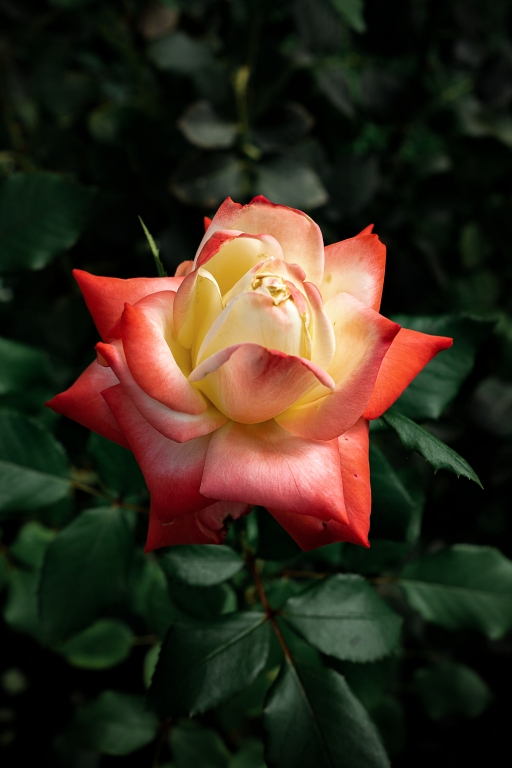 Rosa