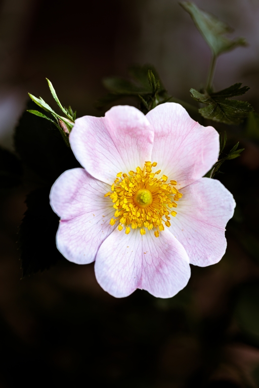 Foto macro close-up di un fiore