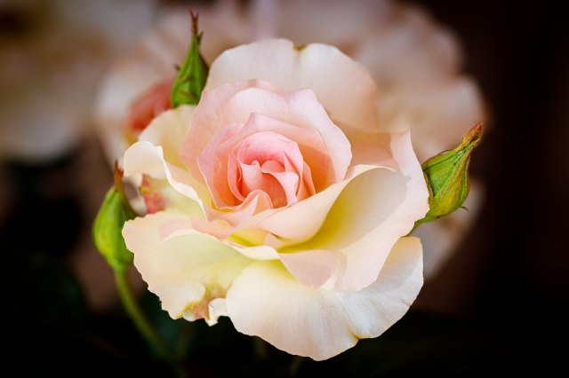 Foto macro close-up di un fiore
