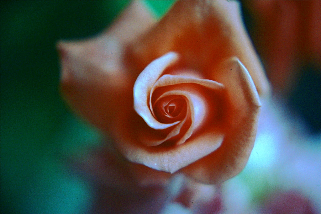 Fiore in primo piano.