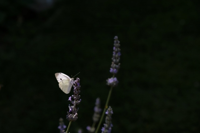 Farfalla · antonellasessolo