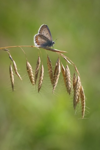Farfalla Polyommatus (Lysandra) bellargus