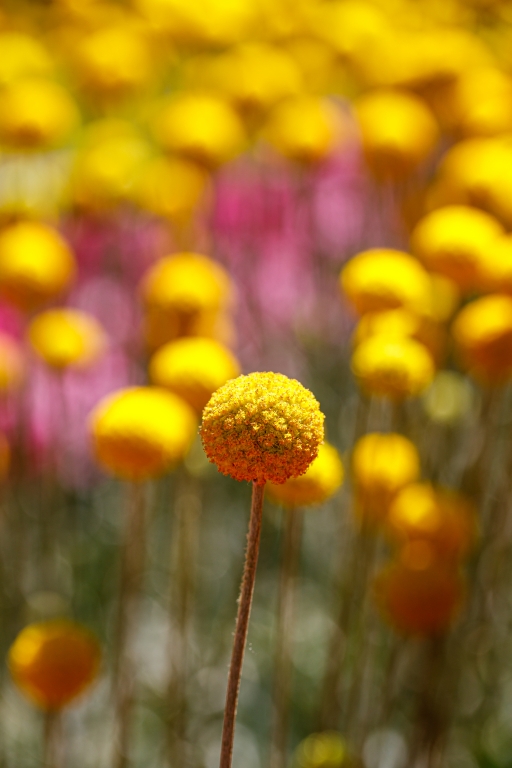 Foto macro close-up di un fiore