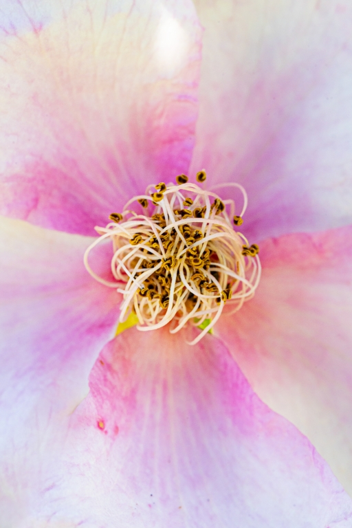 Foto macro close-up di un fiore