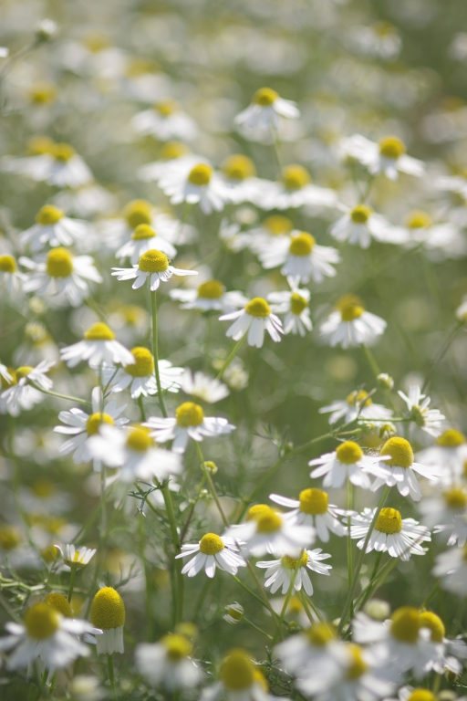 Fiori di Camomilla
