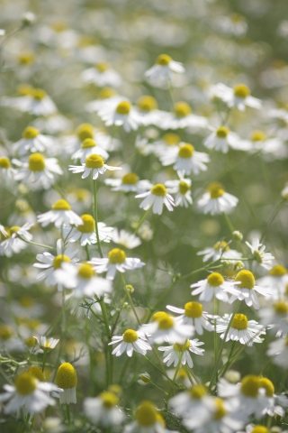 Fiori di Camomilla