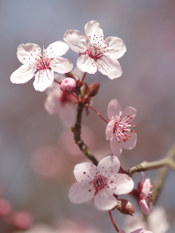 fioritura primaverile