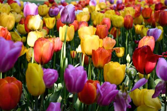 MILLE COLORI