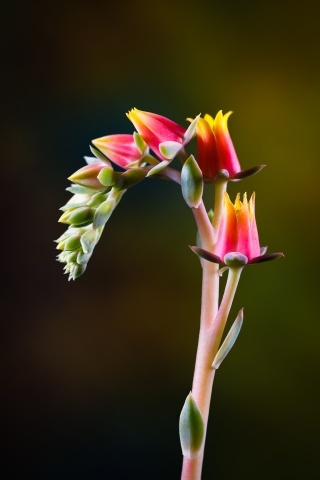 Fiori della pianta grassa Echeveria
