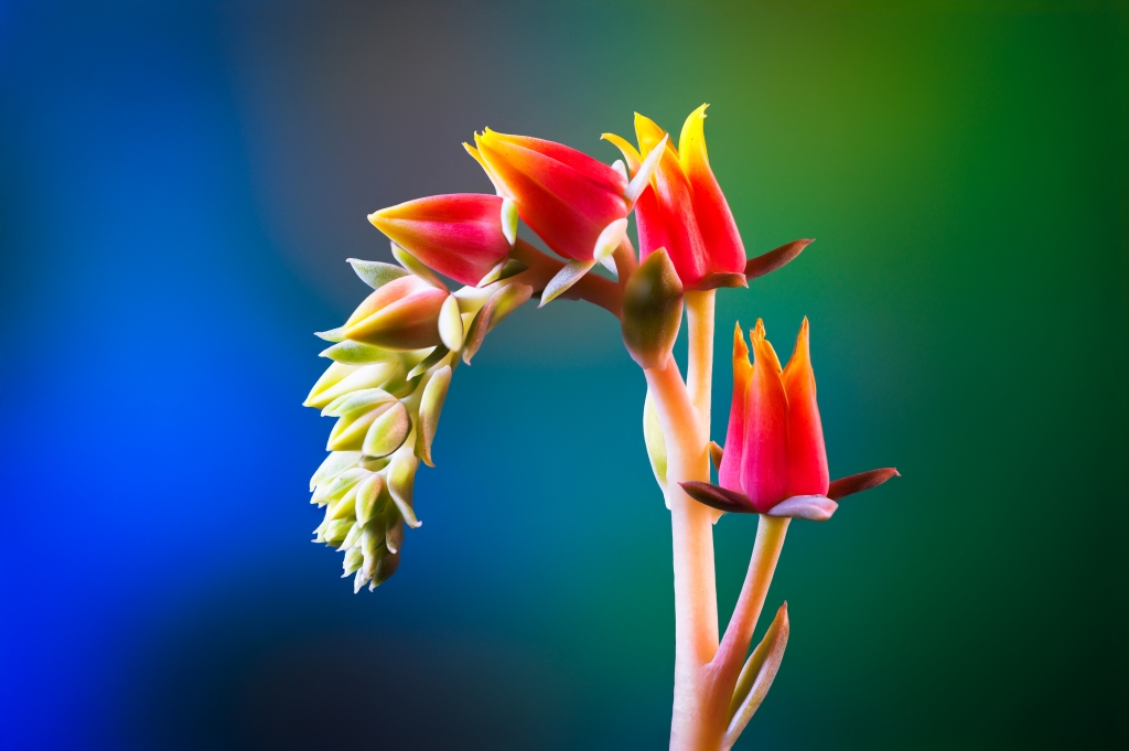 Fiori della pianta grassa Echeveria