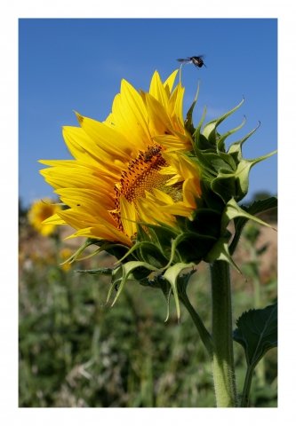 GIRASOLE simbolo d amore lealtà e devozione -