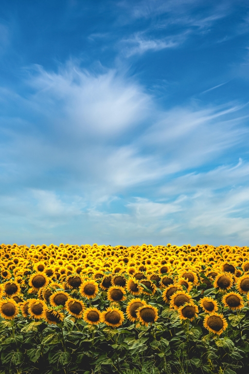 Girasoli