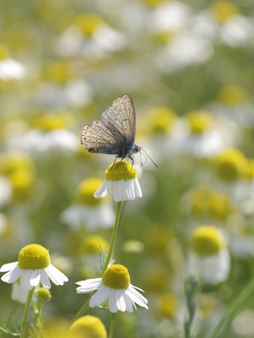 Farfalla su fiori di camomilla