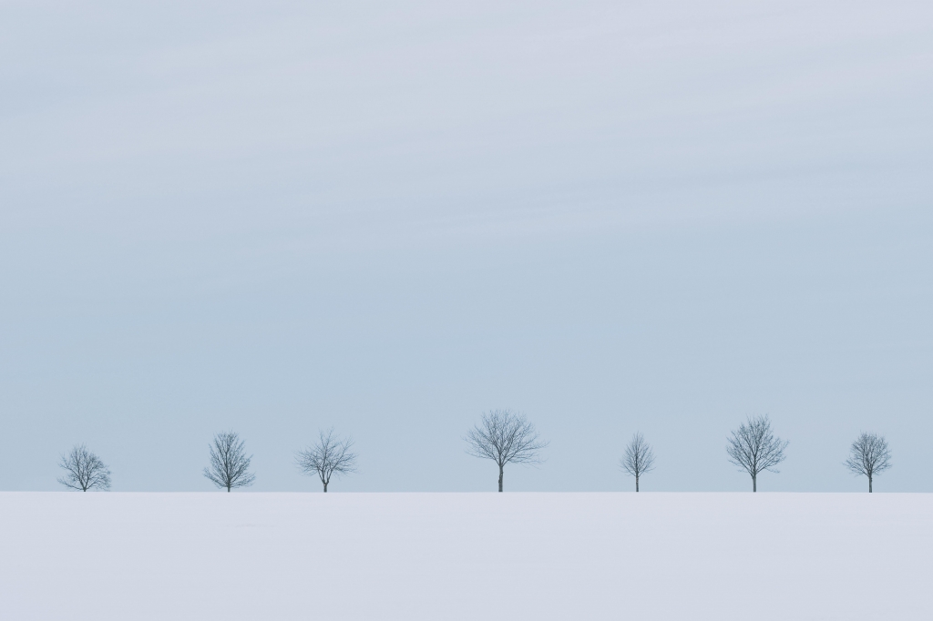 Alberi in inverno