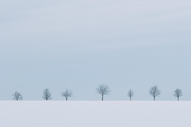 Alberi in inverno