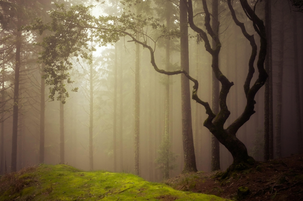 Nebbia nel bosco