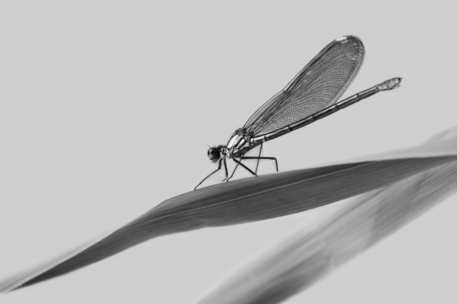 Libellula in B/N