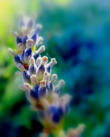 lavanda multicolor