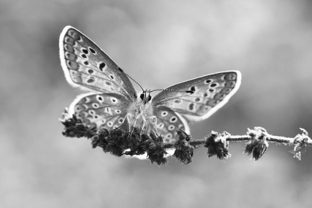 Farfalla in bianco e nero