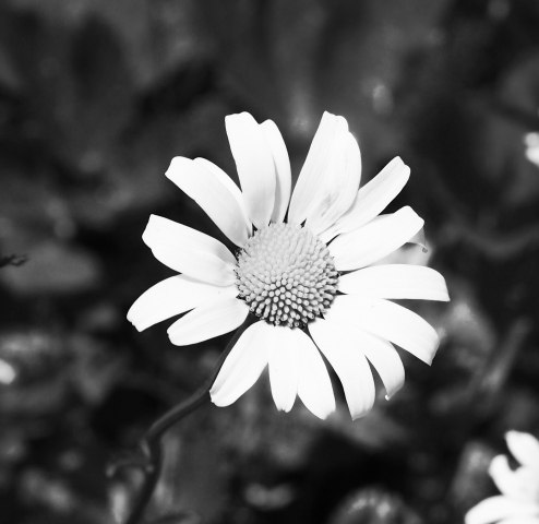 Margherita blanca