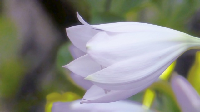 White flower