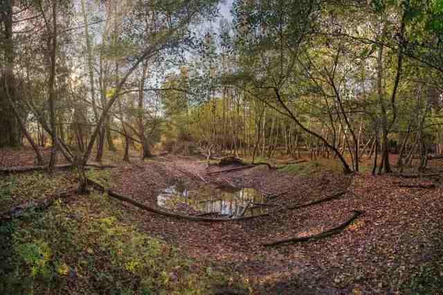 woods #33