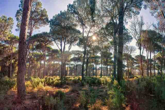 woods #67