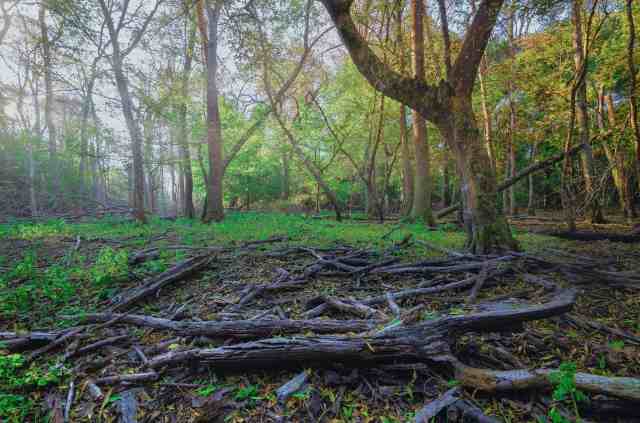 woods #89