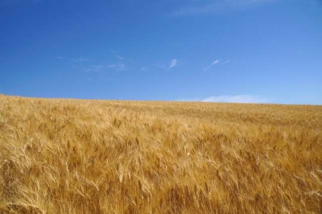 Minimal con spighe di grano · adangiolo