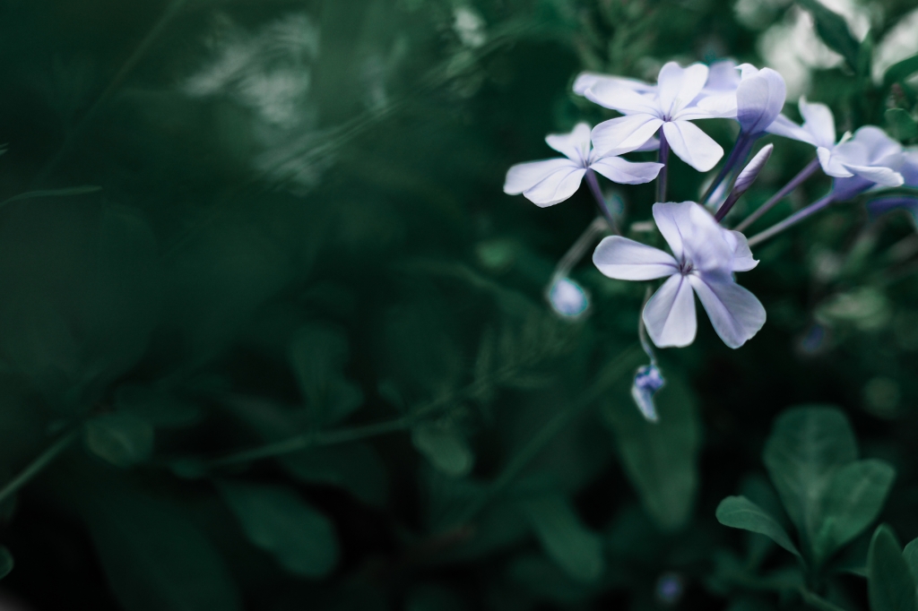 Fiore azzurro