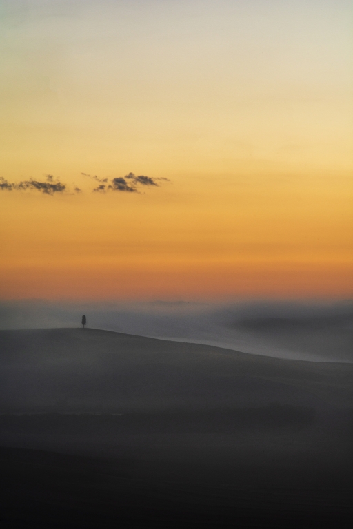 Cipresso solitario