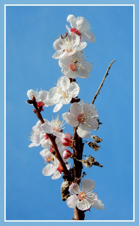 fiori di pesco