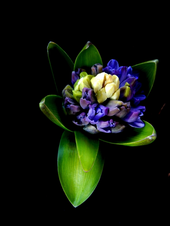 bouquet violetto