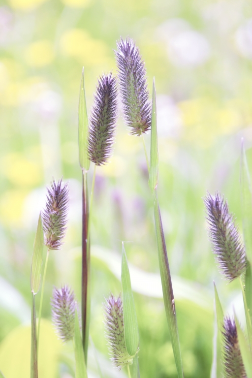 Natura