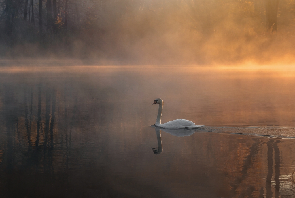 Cigno all'alba