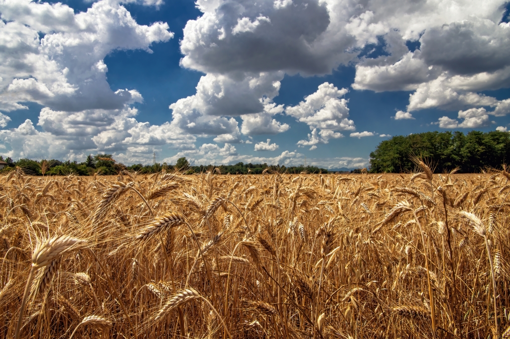 Il grano è oro